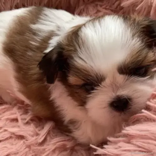 Bebezinho shih tzu/shitzu super dócil com saúde e procedência garantida