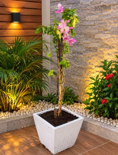 Bouganvillia 