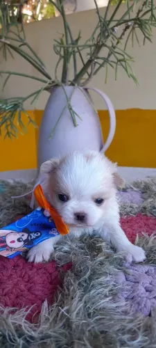 chihuahua pelo longo, macho, linhagem russa, em 10x, entregamos.