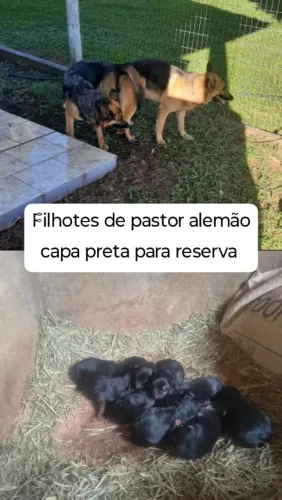 Filhotes de pastor alemão capa preta 