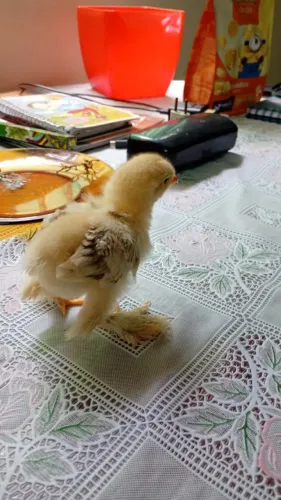 Pintinho Brahma Puff