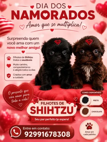 Filhotes de Shihtzu 