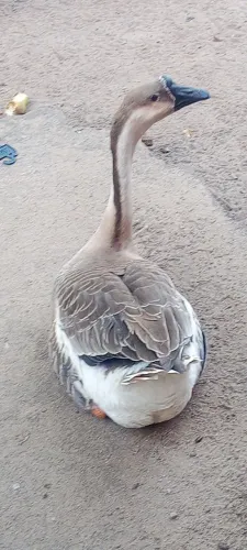 Vendo ganso sinaleiro 