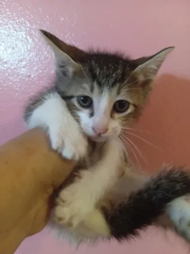 Filhotes gatinhos varias cores