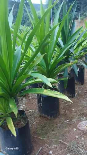 DRACENA ARBÓREA 