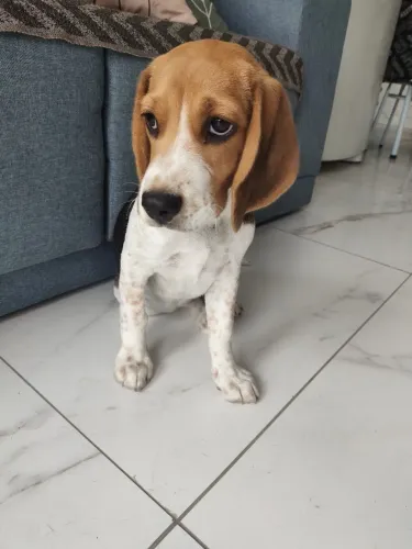 Filhote Beagle fêmea 