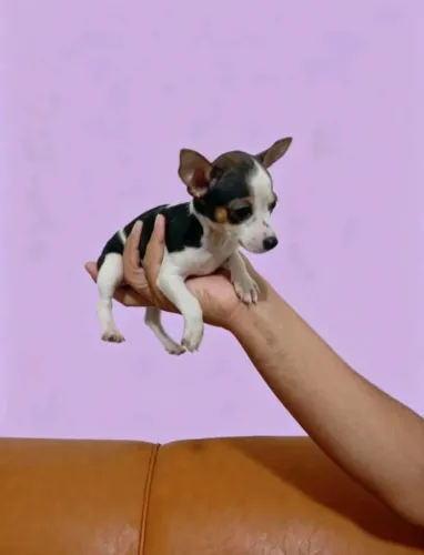 Pinscher