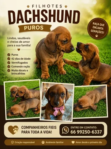 Dachshund 