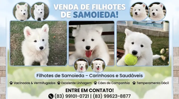 Filhotes Samoieda Disponíveis