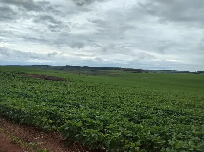 Fazenda 483,44 há região Triângulo Mineiro - dupla aptidão 