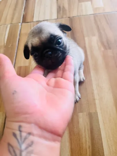 Pug macho