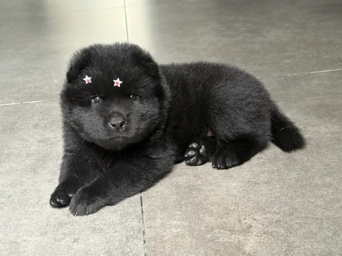 Chow Chow fêmea