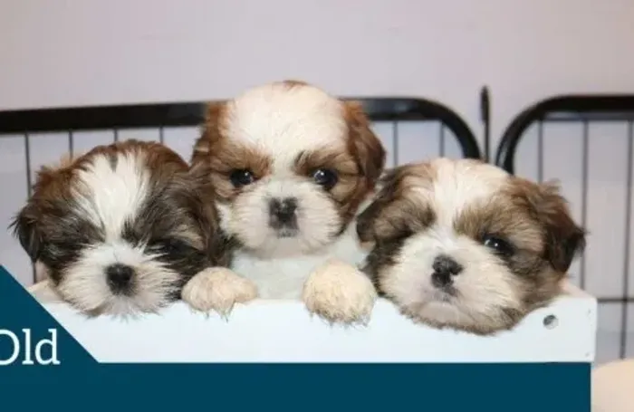 Lhasa Apso Filhotes Carinhosos.