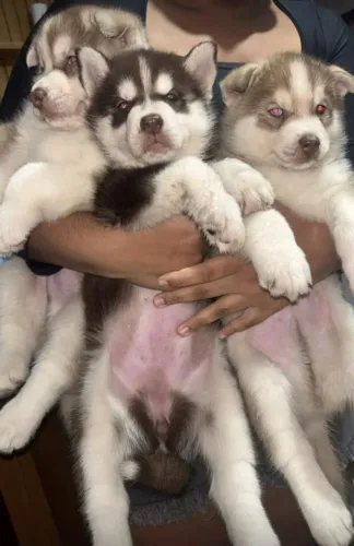 Filhotes de huskysiberiano