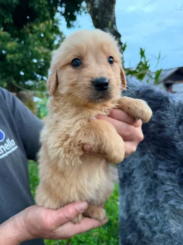 Golden Retriever filhotes