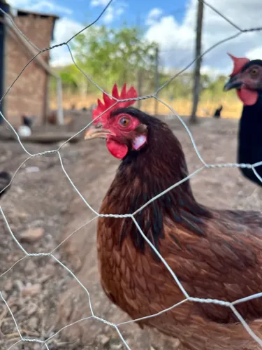 Galinha Poedeira GLC em Postura ovos coloridos 
