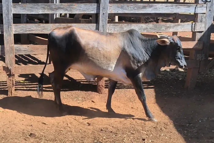 2 Vacas e 2 Novilhas (Anápolis)