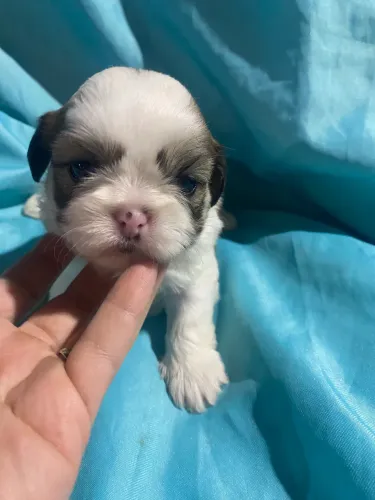 Filhotes de Shih-tzu