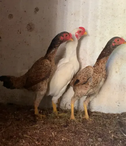 galinhas mini mura