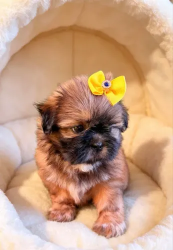 Shitzu Fêmea Shihtzu 