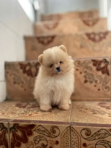 Spitz alemão ursinho