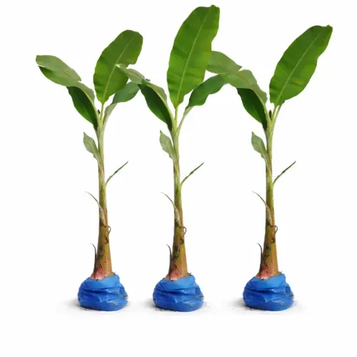 Kit - 3 Mudas de Banana Prata por APENAS R$50,00