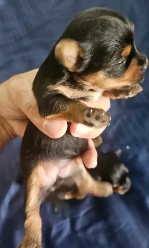 VENDO FILHOTES DE YORKSHIRE TERRIER