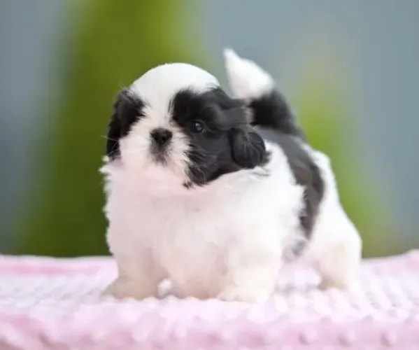 shitzu macho minie