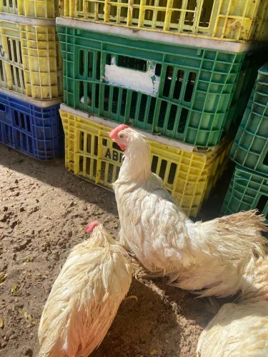 Galinha pé seco 
