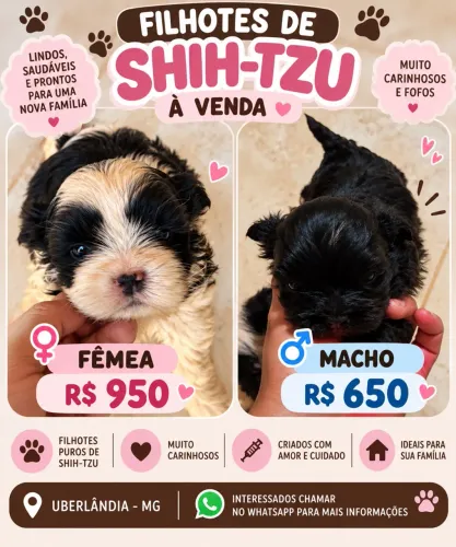 Lindo filhotes de Shitzu