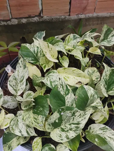 Vende. Se plantas lindas 