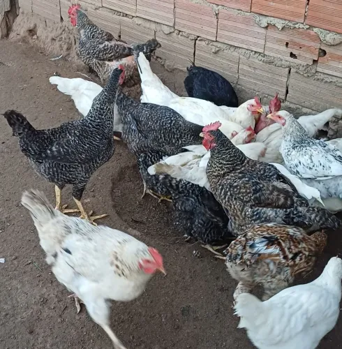 Galinhas