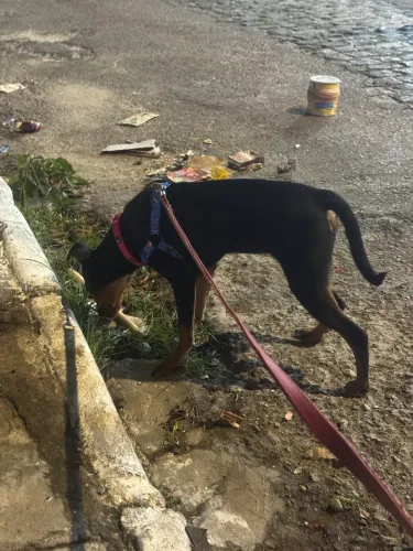 Pinscher
