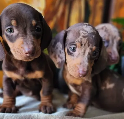 Dachshund - Machos e Fêmeas com Disponíveis!!