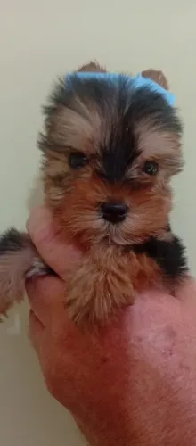 Yorkshire Terrier Pequeno Porte