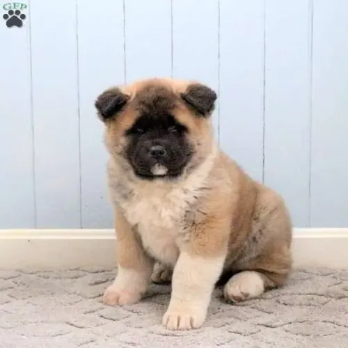 Akita Macho/Fêmea - Entrega Hoje