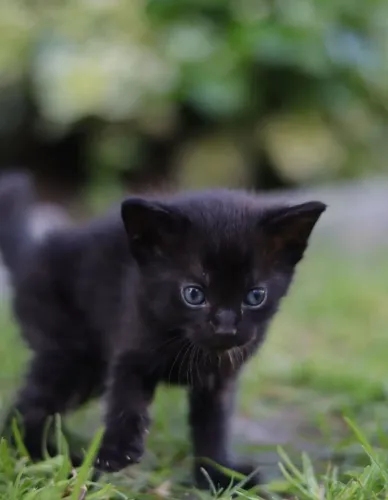 Gato macho 