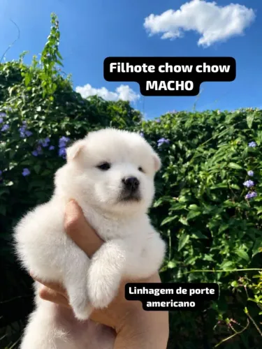 Vendo filhotes de chow chow 