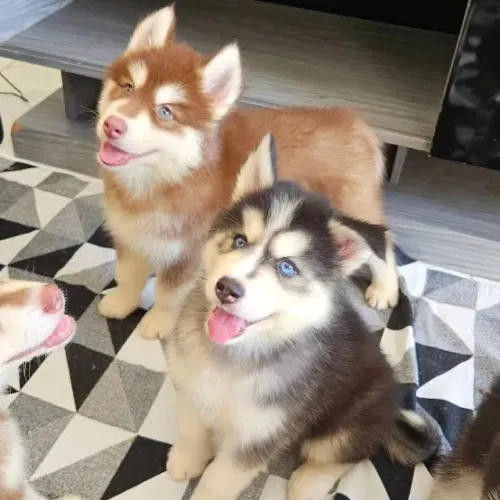 Filhote de husky doação 