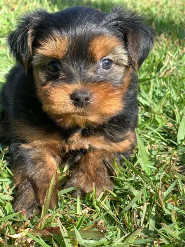 Várias raças disponíveis shihtzu, yorkshire,teckel entre outros