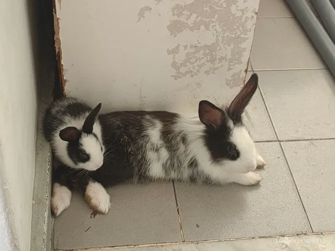 Coelhinhos