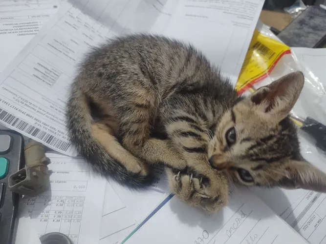 Gatos para adocao