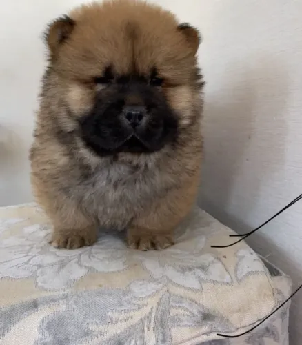 Filhotes de Chow Chow disponíveis! Chama no WhatsApp para fotos e vídeos agora!