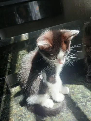 Doasse gatinhos