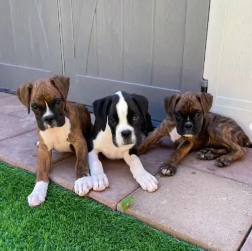 Boxer,Boxer Filhote Vacinado e Vermifugado