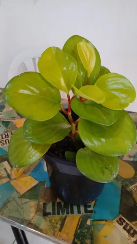 Planta peperomia limão 
