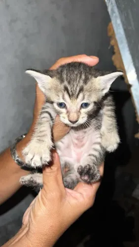 Gatinho macho, adoção urgente 