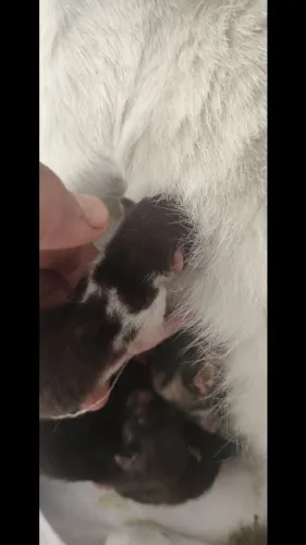 Gatinhos para doação responsável 
