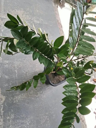 Plantas