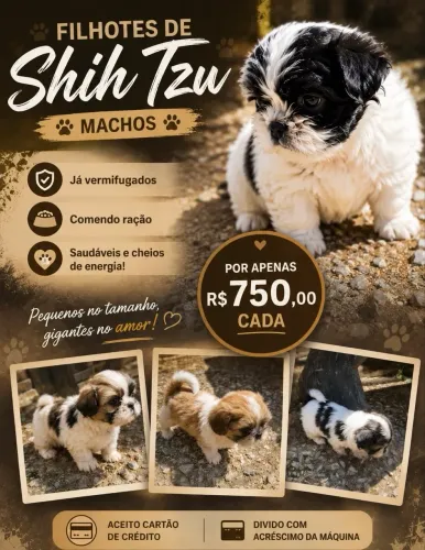 Shih Tzu macho